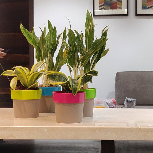 Plants Make The Best Co-worker, plants with health benefits, productivity benefits from plants, plants for office, air purifing plants, how to for care plants, decorative planters, indoor planters, lotus planters, self watering planters, ceramic finish planters, designer pots, FRP planters, FRP indoor pots, designer pot, FRP planter, designer pots for plants, designer planter pots, pots for indoor plants online, designer pots for indoor plants, ceramic designer pots, best pot design, FRP planters manufacturers, frp rectangular planter, FRP planters online India, designer hanging pots, designer garden pots, designer pots for outdoor plants, designer planters outdoor, large plastic pots, plastic pots, plastic pots for plants, plastic pots wholesale, plastic pots garden, large pots for outdoor plants, plastic pots hanging, plastic pots design, ceramic planters, standard planters, style indoor planters, beautiful indoor plant pots, round copper planter, rectangular wooden planter, hanging planters for wall, Pearl planter, cono planter, bowl planter, harshdeep, pot manufacturers, pot wholesalers, flower pots, table planters, balcony planters, affordable pots, buy pots online, best pot manufacturers