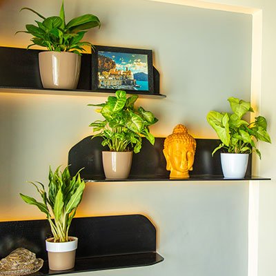 Creative Ways To Incorporate Plants Into Your Home Decor, decorative planters, indoor planters, lotus planters, self watering planters, ceramic finish planters, designer pots, FRP planters, FRP indoor pots, designer pot, FRP planter, designer pots for plants, designer planter pots, pots for indoor plants online, designer pots for indoor plants, ceramic designer pots, best pot design, FRP planters manufacturers, frp rectangular planter, FRP planters online India, designer hanging pots, designer garden pots, designer pots for outdoor plants, designer planters outdoor, large plastic pots, plastic pots, plastic pots for plants, plastic pots wholesale, plastic pots garden, large pots for outdoor plants, plastic pots hanging, plastic pots design, ceramic planters, standard planters, style indoor planters, beautiful indoor plant pots, round copper planter, rectangular wooden planter, hanging planters for wall, Pearl planter, cono planter, bowl planter, harshdeep, pot manufacturers, pot wholesalers, flower pots, table planters, balcony planters, affordable pots, buy pots online, best pot manufacturers