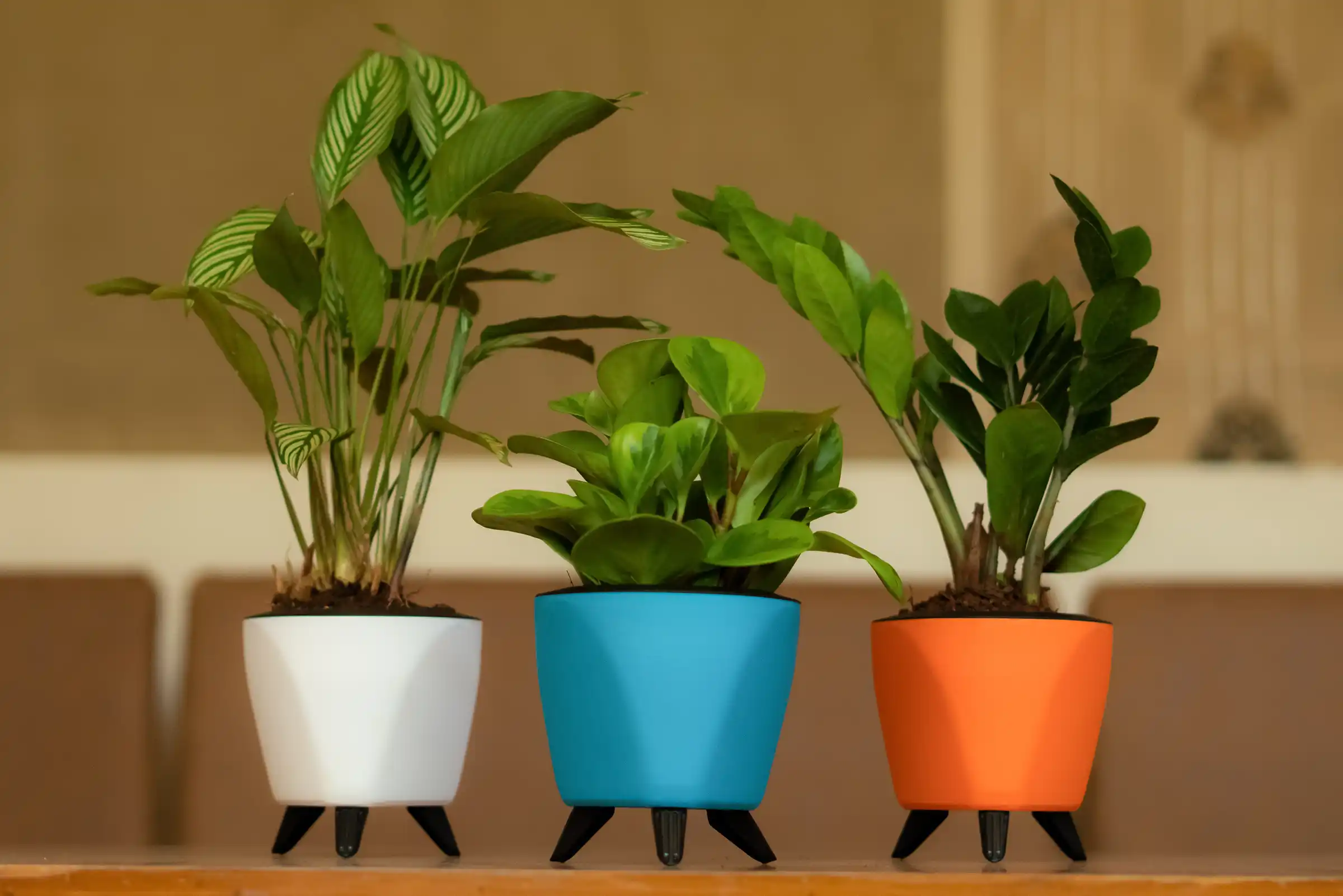Don't let your indoor plants become a casualty of over- or under-watering, find out techniques for watering like frequency and amounts, and helpful tricks, designer pots, ceramic planters, blogs, garden planters, flower pots, plastic planter boxes, indoor planters, plastic planters, ceramic planters, indoor flower pot, indoor pots, hanging planter, wall planters, affordable plastic pot, larger decorative pot, standard indoor flower pots, decorative plastic indoor flower pots, plastic pots, plastic indoor planters, plastic pots for plants, plastic pots wholesale, plastic pots garden, plastic pots for plants online, plastic pots manufacturers, plastic pots online, plastic pots amazon, plastic pots manufacturers in Mumbai, plastic pots online India, indoor decor pots, decorative indoor planters, indoor planters decoration, decorative indoor flower pots, wall decorative plants, home decoration pot, home decor pots, indoor decorative pots for plants, indoor pots ideas, indoor plants decorative pots, decorative indoor pots and vases, best indoor plants for tall planters, harshdeep, pot manufacturers, pot wholesalers, flower pots, table planters, balcony planters, affordable pots, buy pots online, best pot manufacturers