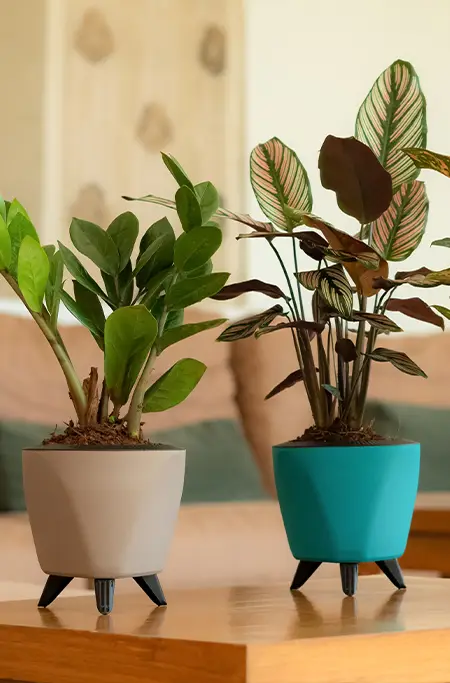 lagos planter, flower pot, Indoor planters, pots for indoor plant, Indoor flower pots, Small pots, small decorative planters