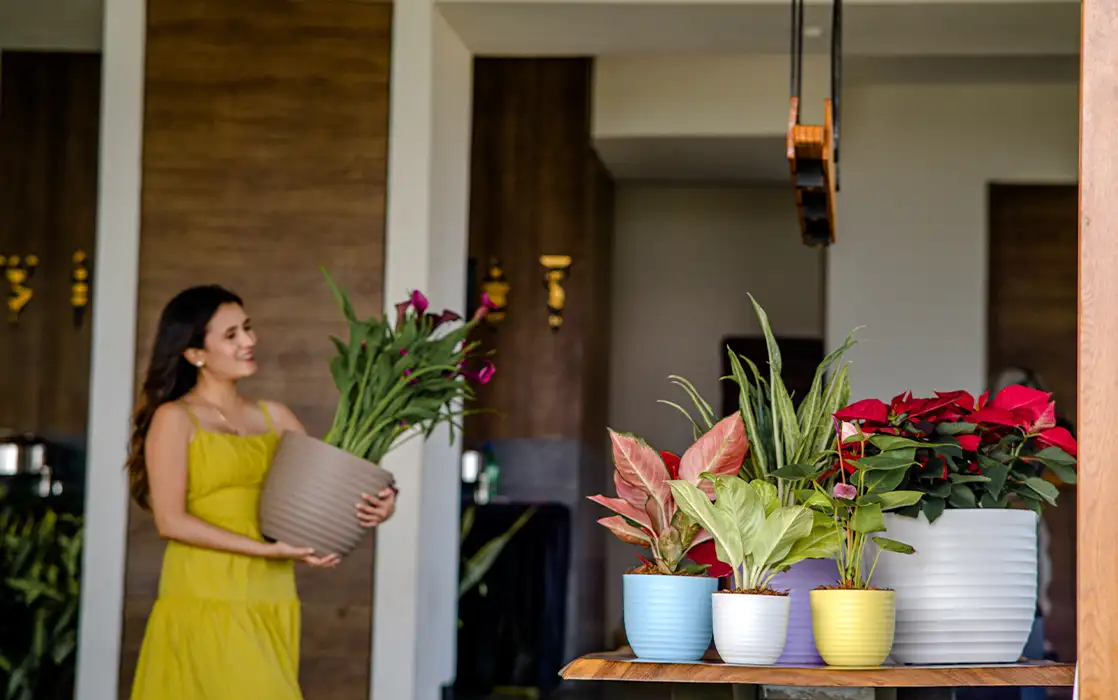 Indoor Planters For Living Room, Indoor Planters And Pots, Indoor Planters Ideas, Decorative Indoor Planters Ideas, Living Room Planters, Decorative Indoor Flower Pots, Indoor Planters For Living Room, Living Room Planters, Pots For Living Room, Decorative flower pots, plant pots for indoor use, small planters, Harshdeep India
