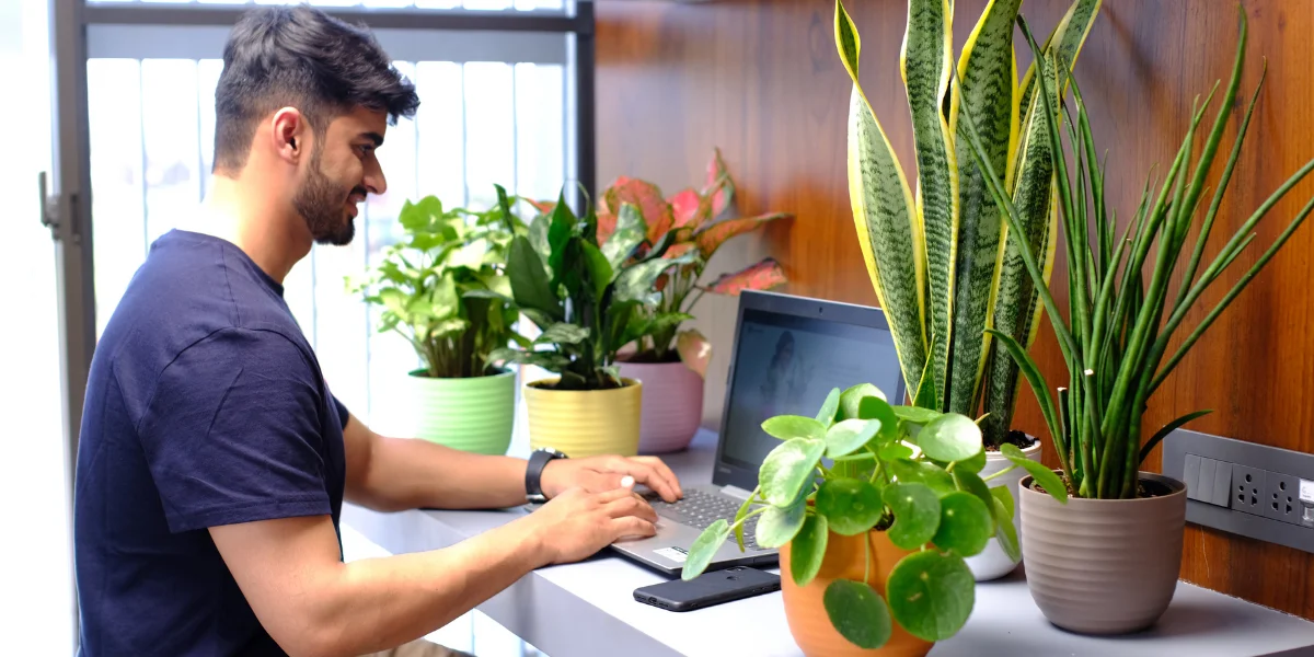 Explore Top Indoor Plants That Purify The Air At Home