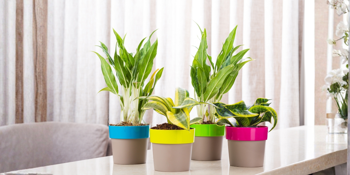 What Indoor Plants Are Best For Oxygen, Indoor Plants For Oxygen In India, House Plants Good For Health, Plants For Home, Highest Oxygen Producing Plants, Harshdeep India, Indoor plants, home decor plants