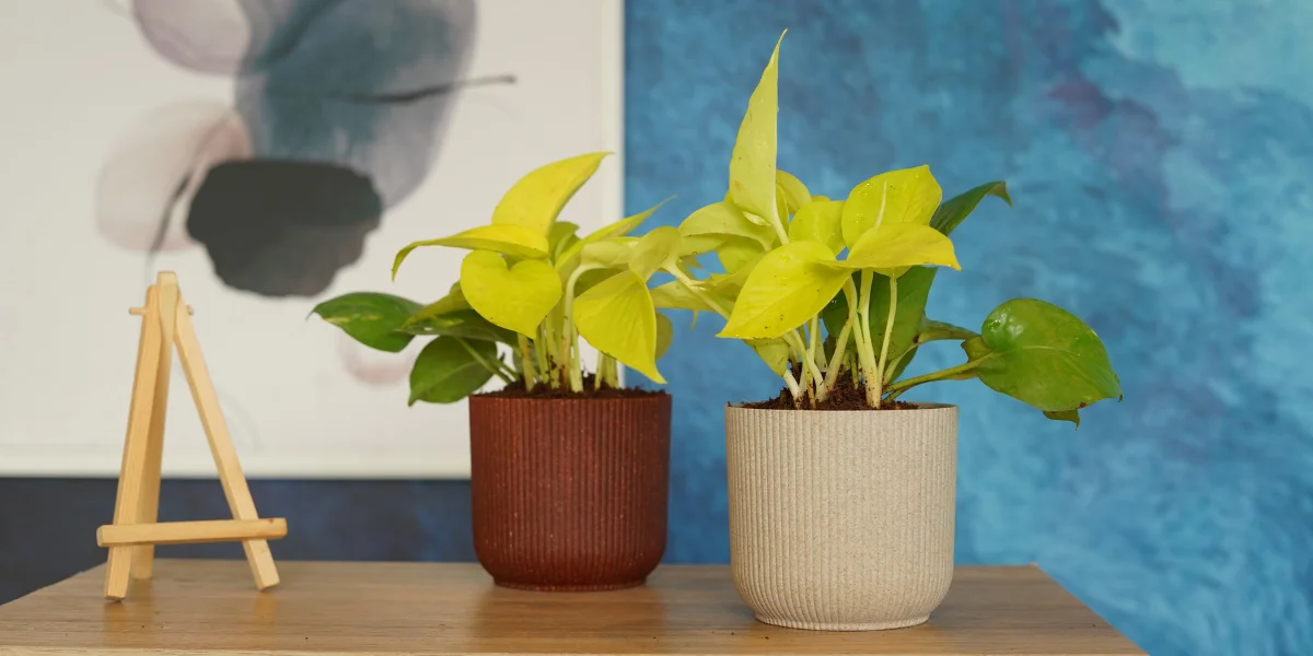 Earth Friendly Planters, Plant Pots Made From Recycled Materials, Importance Of Eco Friendly Products In Gardening, Eco Friendly Pots For Plants